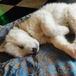 Husky puppy sleeping peacefully, symbolizing calm and relaxation for breathing meditation techniques