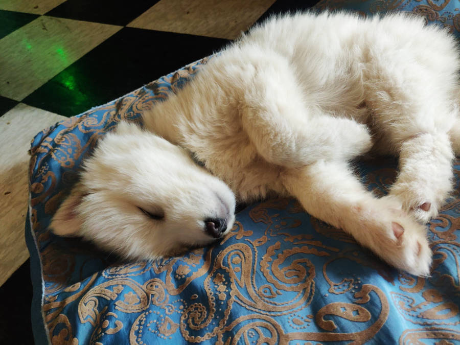 Husky puppy sleeping peacefully, symbolizing calm and relaxation for breathing meditation techniques