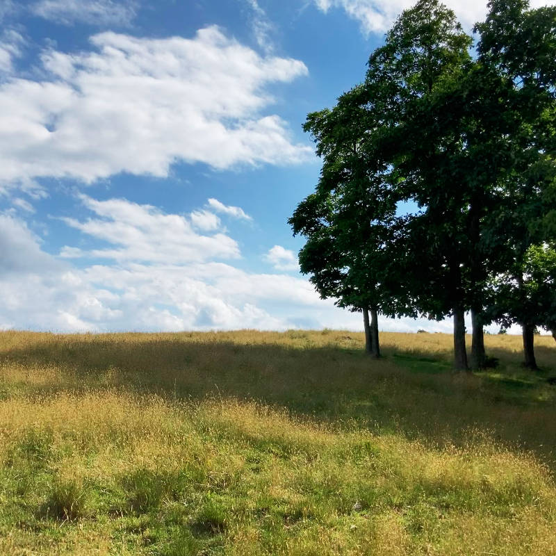Scenic hill with trees representing professional psychoeducational evaluation services focused on cognitive growth