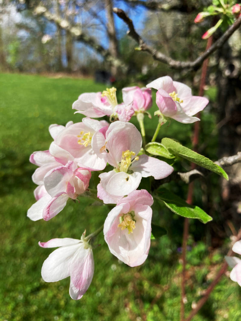 Pink flowers symbolizing the positive benefits of professional psychological evaluation for children, representing growth and emotional well-being