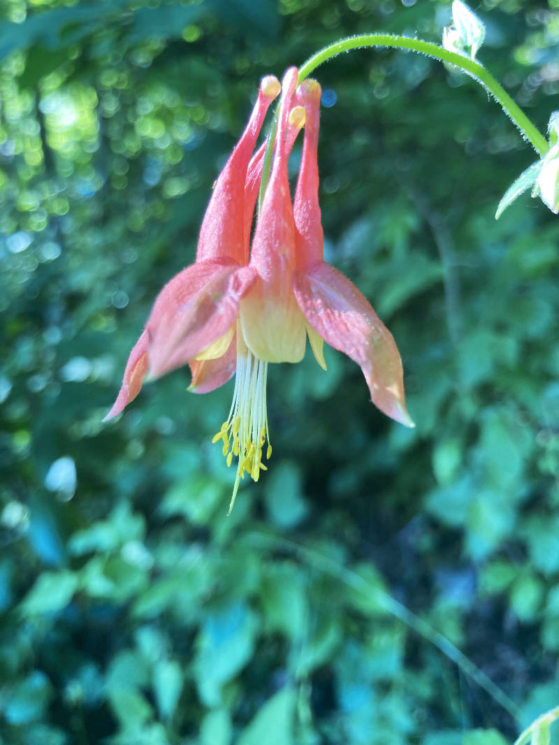 Pink flower from my garden in Asheville, NC, symbolizing the supportive and nurturing evaluation process of a professional psychological assessment for young people